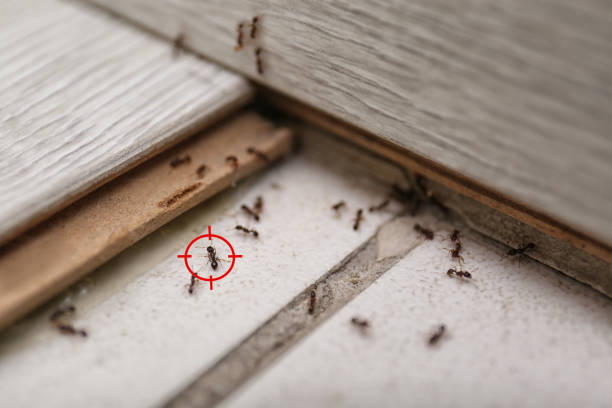 Best Mosquito Control Services  in Baxter Estates, NY