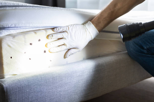 Best Emergency Pest Control  in Baxter Estates, NY